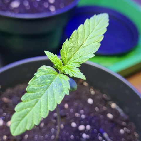 Cookies Bodo & Gelato Mila (Cookies Gelato Automatic) growlog photo: Bodo - Fächer entwickeln auch sich obwohl der Hauptfinger viel kleiner ist als bei Mila