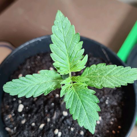 Cookies Bodo & Gelato Mila (Cookies Gelato Automatic) growlog photo: Mila