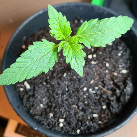 Cookies Bodo & Gelato Mila (Cookies Gelato Automatic) growlog photo: Bodo