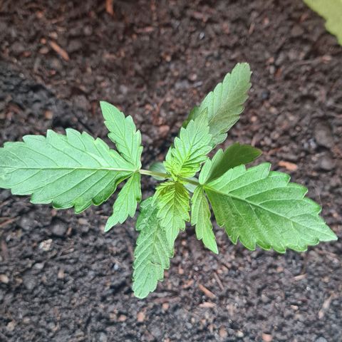 Cookies Bodo & Gelato Mila (Cookies Gelato Automatic) growlog photo: Mila - Im Endtopf