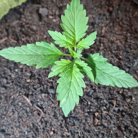 Cookies Bodo & Gelato Mila (Cookies Gelato Automatic) growlog photo: Bodo - Im Endtopf