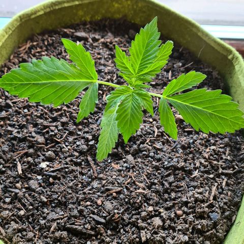 Cookies Bodo & Gelato Mila (Cookies Gelato Automatic) growlog photo: Mila 