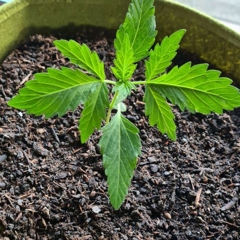 Cookies Bodo & Gelato Mila (Cookies Gelato Automatic) growlog photo: Bodo