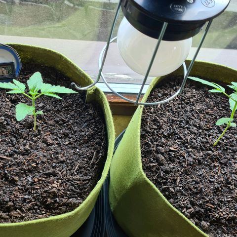 Cookies Bodo & Gelato Mila (Cookies Gelato Automatic) growlog photo: Bodo (links) & Mila (rechts) sind an die Fensterbank mit Nachmittagssonne gezogen. Für morgens und abends gibt es zusätzlich noch Lich.