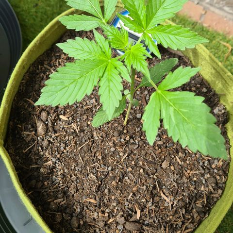 Cookies Bodo & Gelato Mila (Cookies Gelato Automatic) growlog photo: Mila