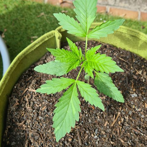 Cookies Bodo & Gelato Mila (Cookies Gelato Automatic) growlog photo: Bodo