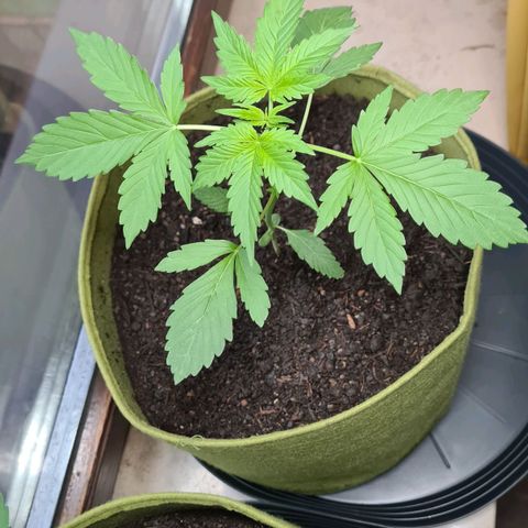 Cookies Bodo & Gelato Mila (Cookies Gelato Automatic) growlog photo: Mila