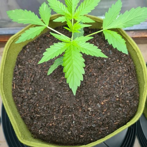 Cookies Bodo & Gelato Mila (Cookies Gelato Automatic) growlog photo: Bodo