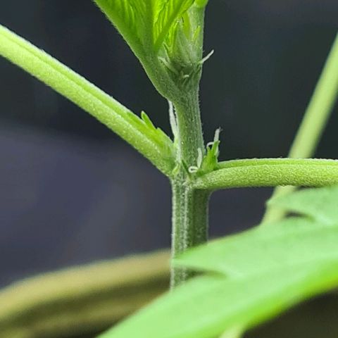 Cookies Bodo & Gelato Mila (Cookies Gelato Automatic) growlog photo: Bodo - fängt da etwa schon die Vorblühte an?