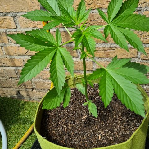 Cookies Bodo & Gelato Mila (Cookies Gelato Automatic) growlog photo: Mila