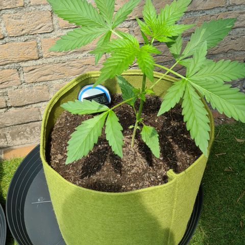Cookies Bodo & Gelato Mila (Cookies Gelato Automatic) growlog photo: Bodo