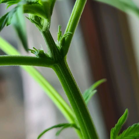 Cookies Bodo & Gelato Mila (Cookies Gelato Automatic) growlog photo: Mila - Nun auch erste Haare zu sehen.