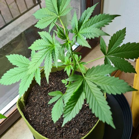 Cookies Bodo & Gelato Mila (Cookies Gelato Automatic) growlog photo: Mila - Nun auch erste Haare zu sehen.