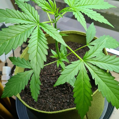 Cookies Bodo & Gelato Mila (Cookies Gelato Automatic) growlog photo: Bodo