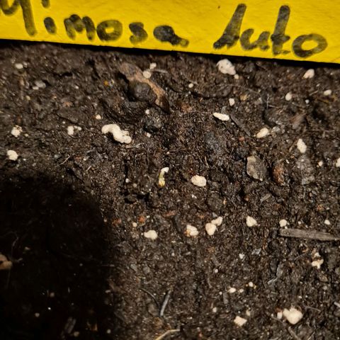 Titus-Mimosa growlog photo: Beinah geschafft 