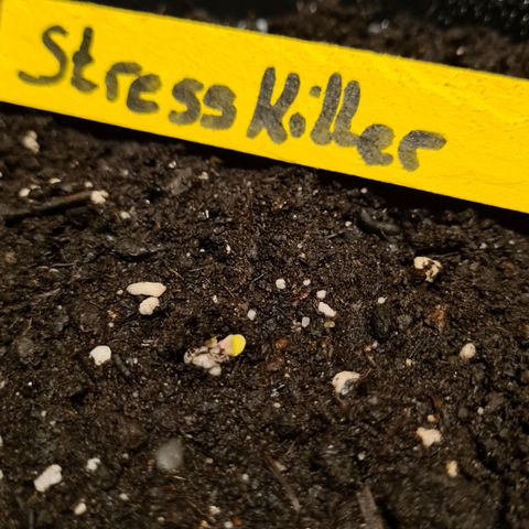 Stress Killer-Pato growlog photo: Sie hat das Licht der Welt erblickt 