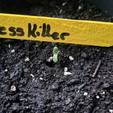 Stress Killer-Pato growlog timeline photo