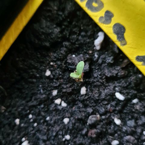 Titus-Mimosa growlog timeline photo