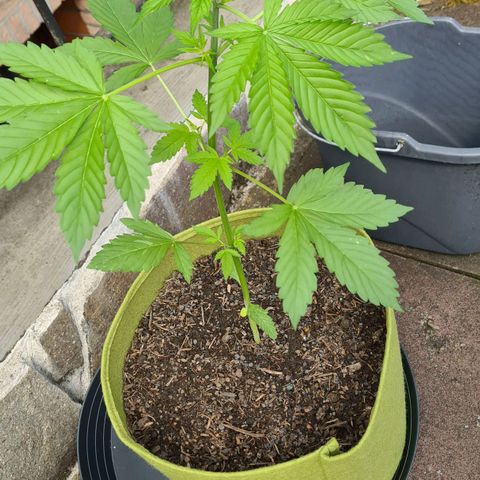 Cookies Bodo & Gelato Mila (Cookies Gelato Automatic) growlog photo: Mila