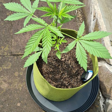 Cookies Bodo & Gelato Mila (Cookies Gelato Automatic) growlog photo: Bodo