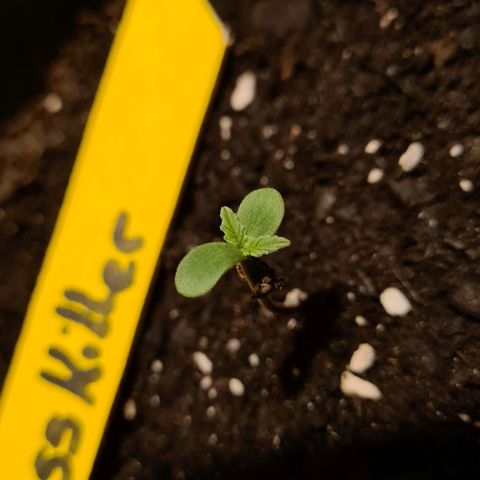 Stress Killer-Pato growlog timeline photo