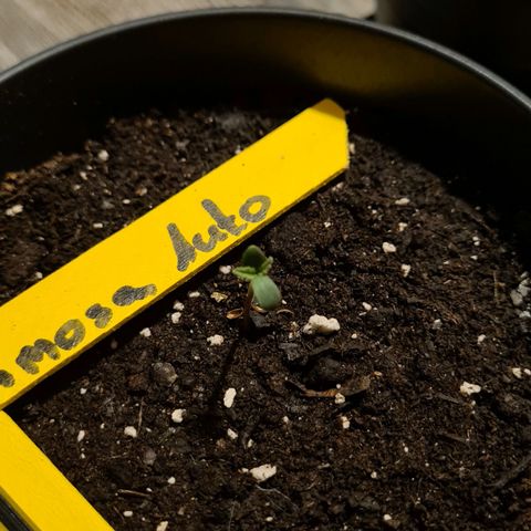 Titus-Mimosa growlog timeline photo