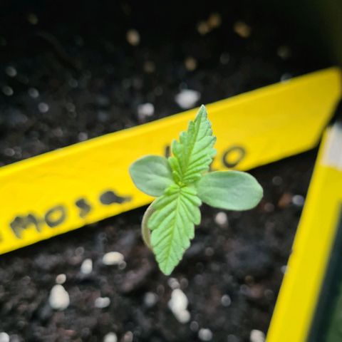 Titus-Mimosa growlog photo: Erste mal draußen in der Abendsonne 