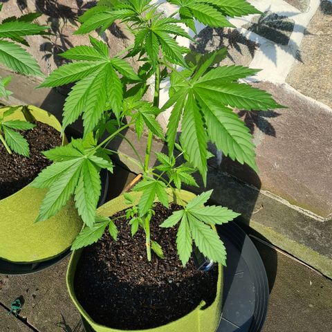 Cookies Bodo & Gelato Mila (Cookies Gelato Automatic) growlog photo: Mila