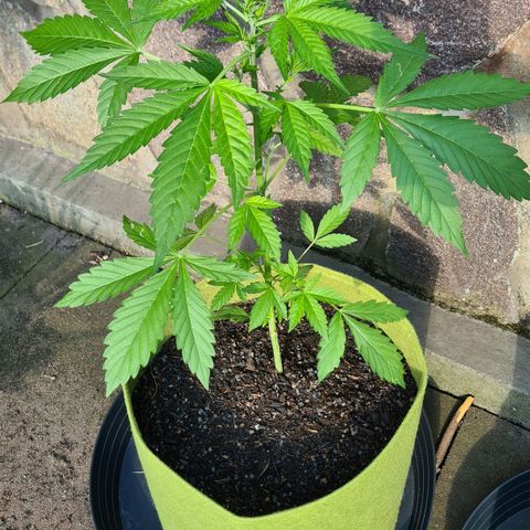 Cookies Bodo & Gelato Mila (Cookies Gelato Automatic) growlog photo: Bodo