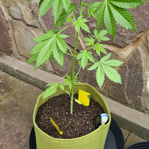 Cookies Bodo & Gelato Mila (Cookies Gelato Automatic) growlog photo: Mila