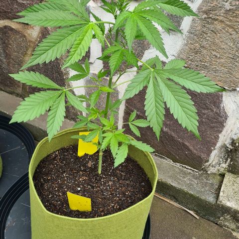 Cookies Bodo & Gelato Mila (Cookies Gelato Automatic) growlog photo: Bodo