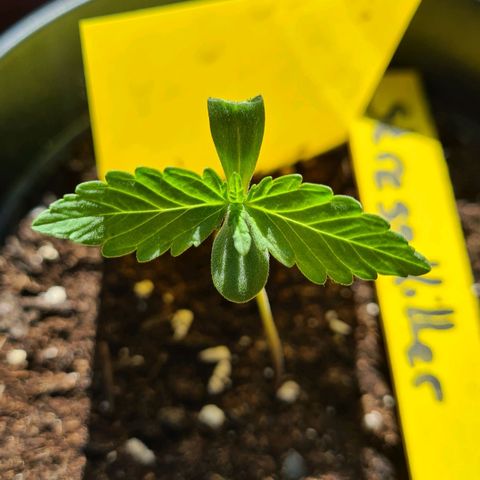 Stress Killer-Pato growlog timeline photo