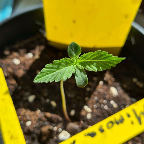 Titus-Mimosa growlog timeline photo