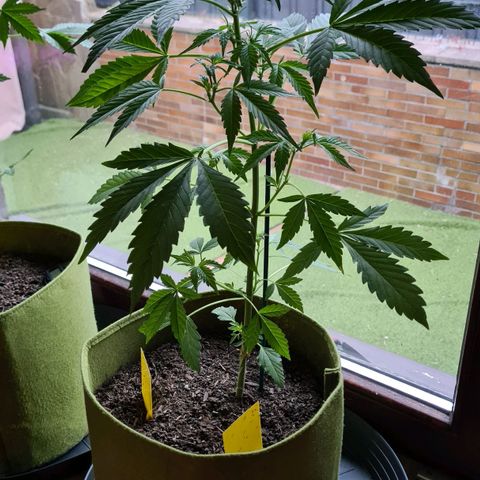 Cookies Bodo & Gelato Mila (Cookies Gelato Automatic) growlog photo: Bodo