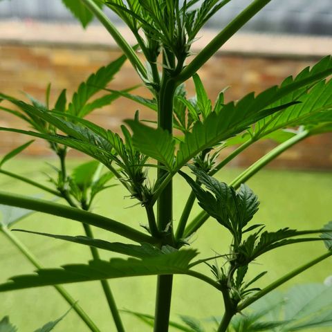 Cookies Bodo & Gelato Mila (Cookies Gelato Automatic) growlog photo: Bodo