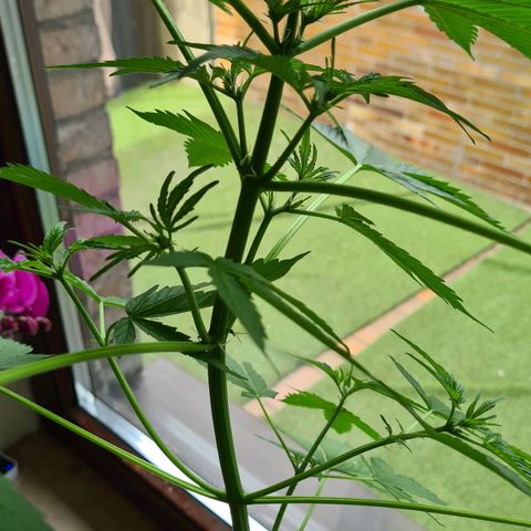 Cookies Bodo & Gelato Mila (Cookies Gelato Automatic) growlog photo: Mila