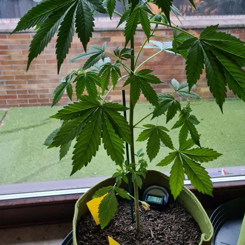 Cookies Bodo & Gelato Mila (Cookies Gelato Automatic) growlog photo: Mila