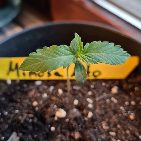 Titus-Mimosa growlog timeline photo