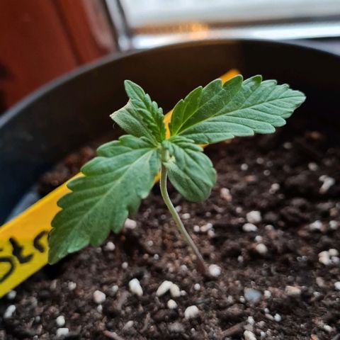Stress Killer-Pato growlog timeline photo