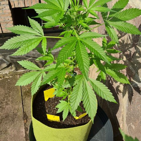 Cookies Bodo & Gelato Mila (Cookies Gelato Automatic) growlog photo: Bodo