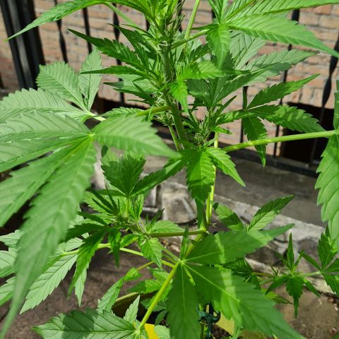 Cookies Bodo & Gelato Mila (Cookies Gelato Automatic) growlog photo: Bodo
