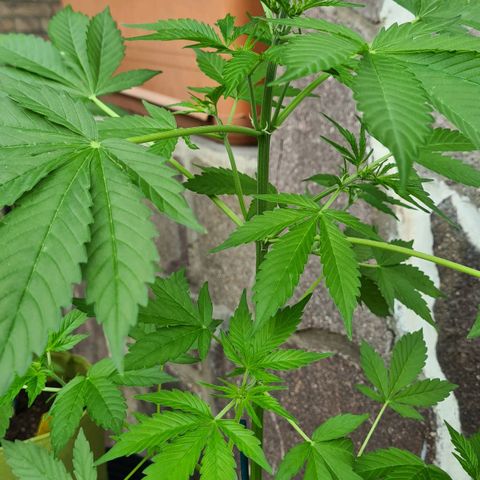 Cookies Bodo & Gelato Mila (Cookies Gelato Automatic) growlog photo: Mila