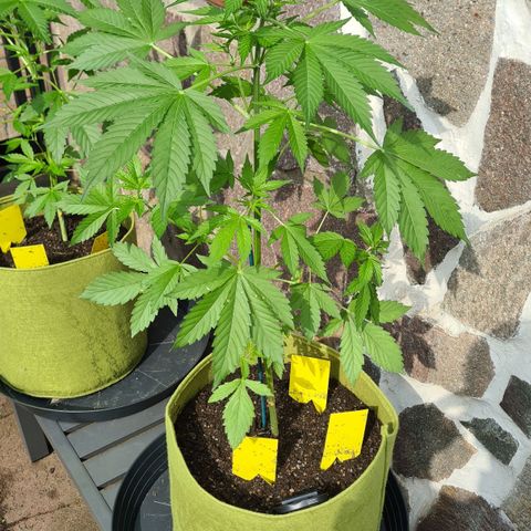 Cookies Bodo & Gelato Mila (Cookies Gelato Automatic) growlog photo: Mila