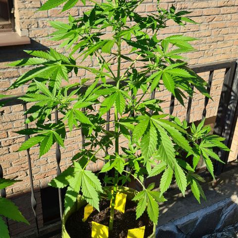 Cookies Bodo & Gelato Mila (Cookies Gelato Automatic) growlog photo: Mila