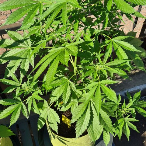 Cookies Bodo & Gelato Mila (Cookies Gelato Automatic) growlog photo: Mila