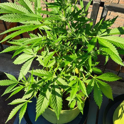 Cookies Bodo & Gelato Mila (Cookies Gelato Automatic) growlog photo: Bodo