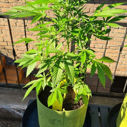 Cookies Bodo & Gelato Mila (Cookies Gelato Automatic) growlog photo: Bodo