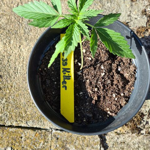 Stress Killer-Pato growlog timeline photo