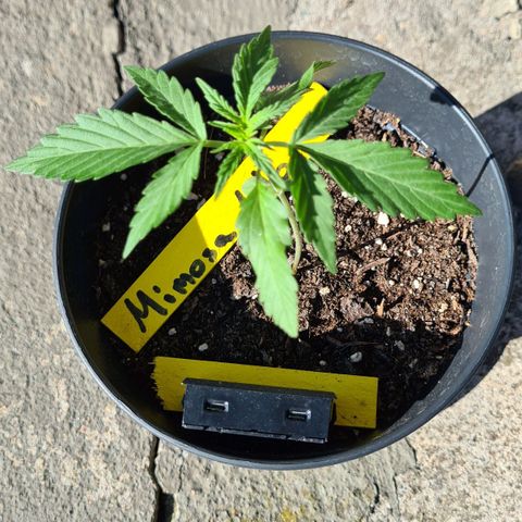 Titus-Mimosa growlog timeline photo