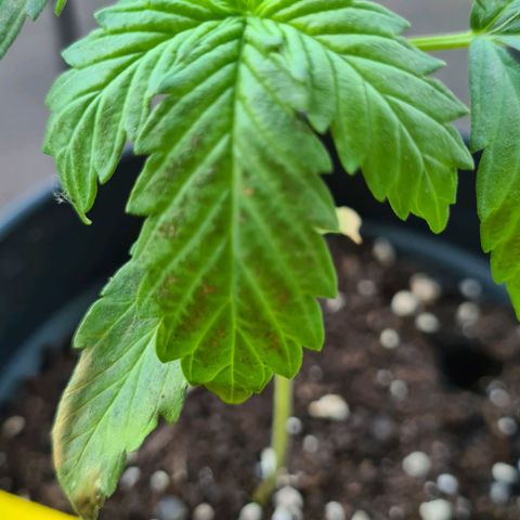 Stress Killer-Pato growlog photo: 🥴🥴🥴